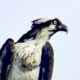 The Osprey is a Really Unique and Interesting Bird