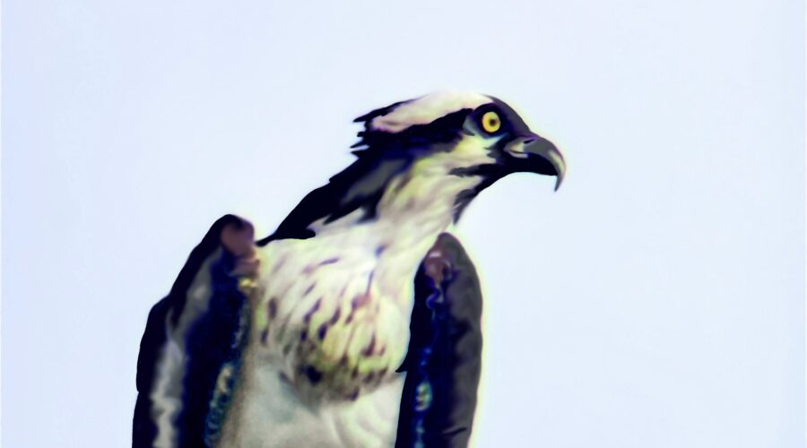 An osprey keeps a close eye out for other birds as it consumes a fish that it just caught.