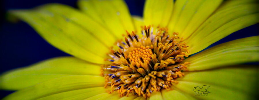 A Mexican sunflower shines resplendently in the late afternoon light. The center of the flower is emphasized in this macro photo image.