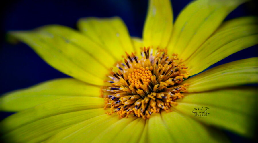 A Mexican sunflower shines resplendently in the late afternoon light. The center of the flower is emphasized in this macro photo image.