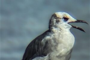 Laughing gulls are known for their cry, which sounds like a person laughing.