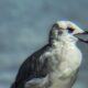Laughing Gulls Love Hanging   Around Along the Florida Coast