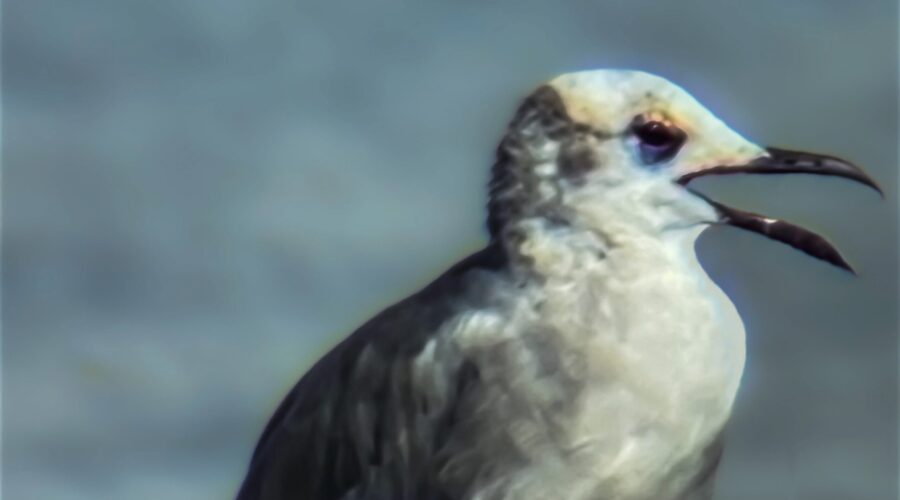 Laughing gulls are known for their cry, which sounds like a person laughing.