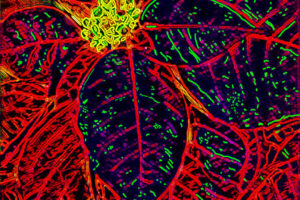 A poinsettia plant has been drawn using neon colors.