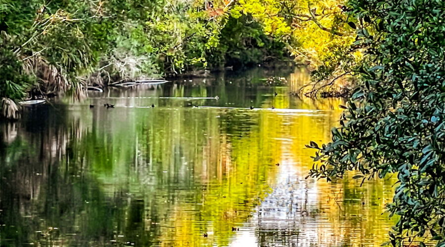 A look down a small creek in Florida reveals beautiful trees and vegetation reflected in the clear waters.