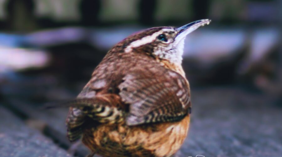 When Carolina wrens feast on the suet block they drop quite a bit, but fear not, they don’t mind picking up the crumbs.