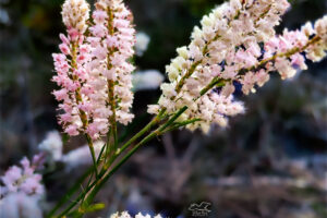 Small pollinators like bees, wasps, beetles, and ants love abundant the nectar produced by tamarisk flowers in their prime.