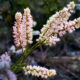 Fall is Full of Beautiful Flowers, Including this Tamarisk