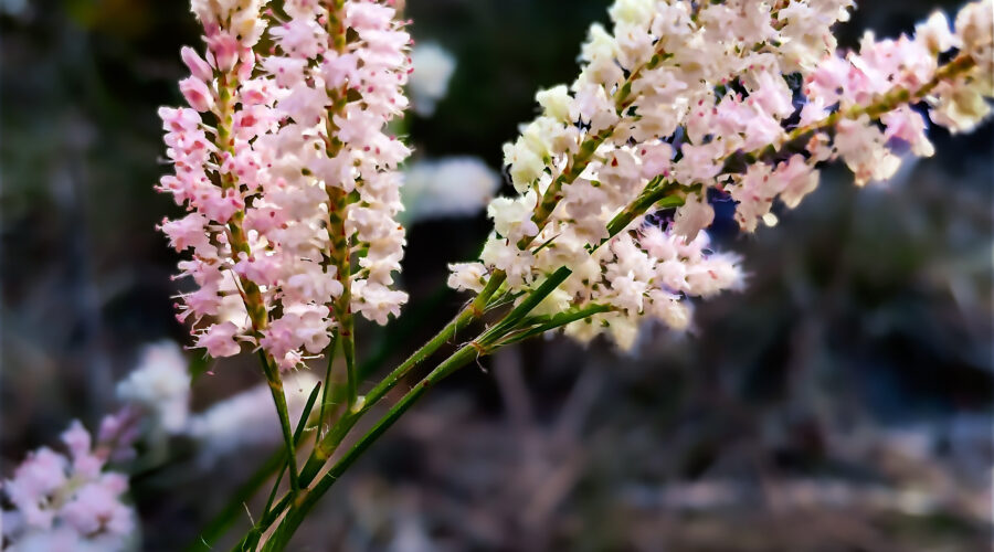 Small pollinators like bees, wasps, beetles, and ants love abundant the nectar produced by tamarisk flowers in their prime.