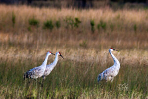 A small group of sandhill cranes stroll along the edges of a small Florida wetland area shortly before roosting time.