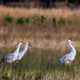 Sandhill Cranes are Beautiful and Really Fun to Watch