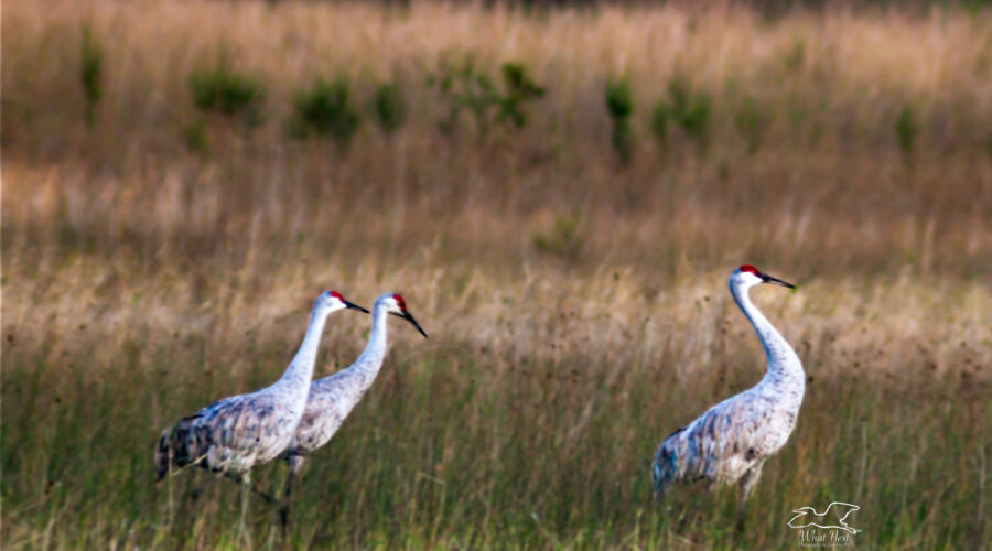 A small group of sandhill cranes stroll along the edges of a small Florida wetland area shortly before roosting time.