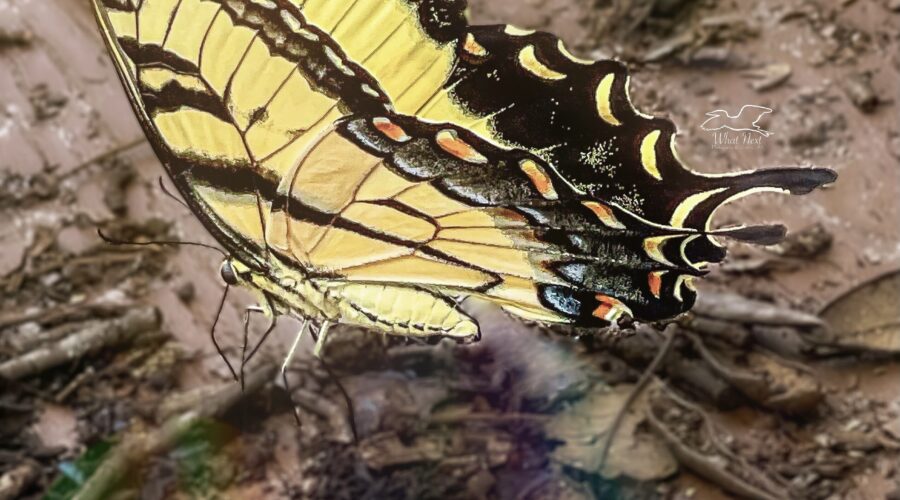 A tiger swallowtail butterfly is busy puddling after a rain storm.