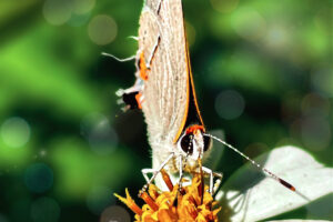 A grey hairstreak butterfly is feeding hungrily from the yellow center of a blackjack flower.