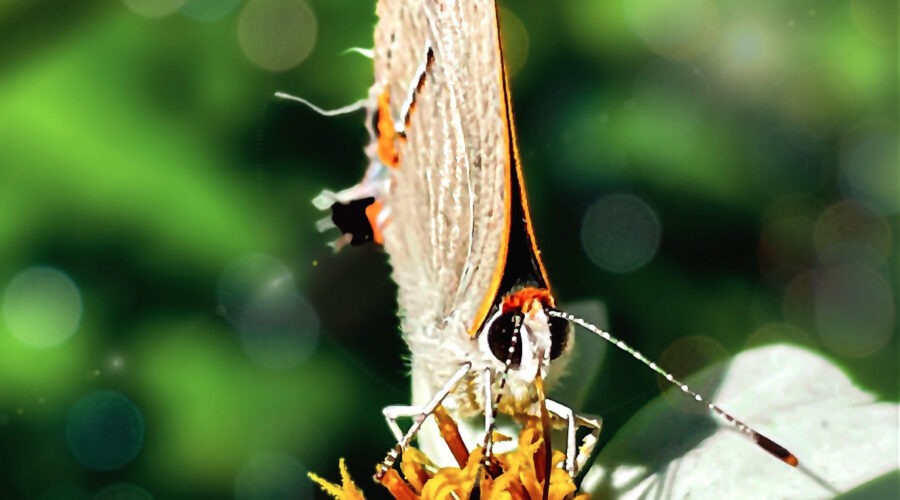 A grey hairstreak butterfly is feeding hungrily from the yellow center of a blackjack flower.