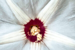 The Alamo vine, also known as the noyau vine has a beautiful white flower with a deep red center.