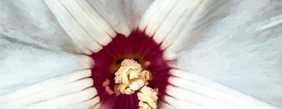 The Alamo vine, also known as the noyau vine has a beautiful white flower with a deep red center.