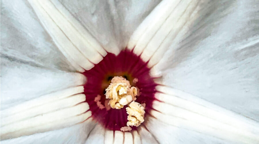 The Alamo vine, also known as the noyau vine has a beautiful white flower with a deep red center.