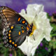 Colorful Butterflies and White Flowers Paint Create Beauty in  Nature