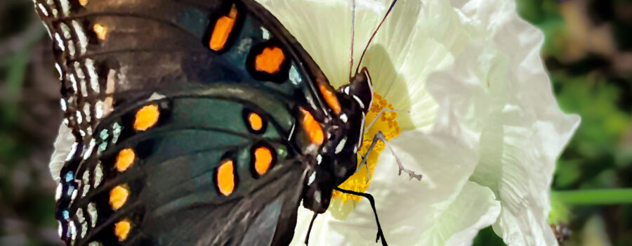 A red-spotted purple butterfly lands on a prickly poppy flower on a Florida evening.