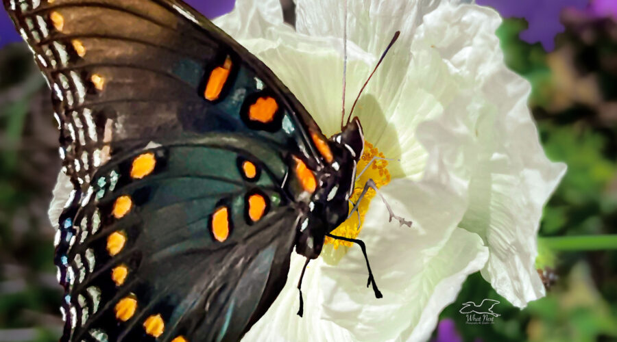 A red-spotted purple butterfly lands on a prickly poppy flower on a Florida evening.