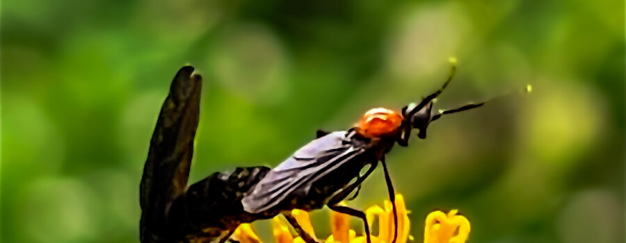 A pair of mated lovebugs crawl around on a blackjack flower in the late summer.