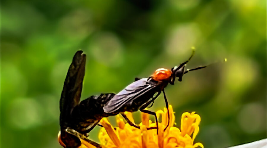 A pair of mated lovebugs crawl around on a blackjack flower in the late summer.