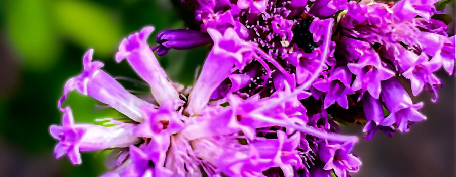 A spear of Florida paintbrush flowers brighten up the fall landscape.