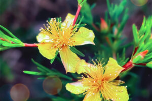 These beautiful shrubby St. John’s wort bushes are still producing their beautiful flowers late into the fall.