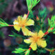 Shrubby St. John’s Wort is a Hearty Native with Beautiful Flowers