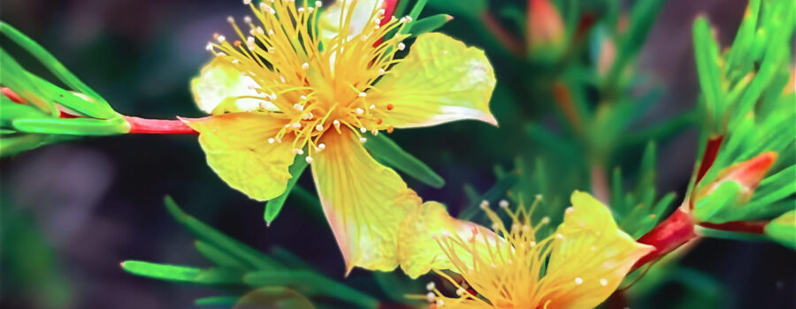 These beautiful shrubby St. John’s wort bushes are still producing their beautiful flowers late into the fall.