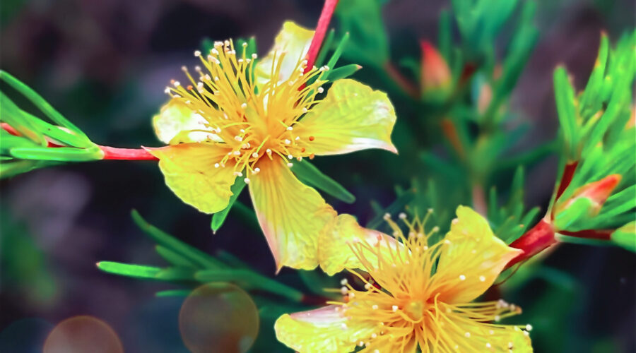 These beautiful shrubby St. John’s wort bushes are still producing their beautiful flowers late into the fall.