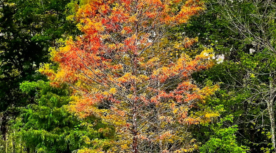 A park bench sits at the base of a poplar tree that is in the process of shedding its leaves for the winter.