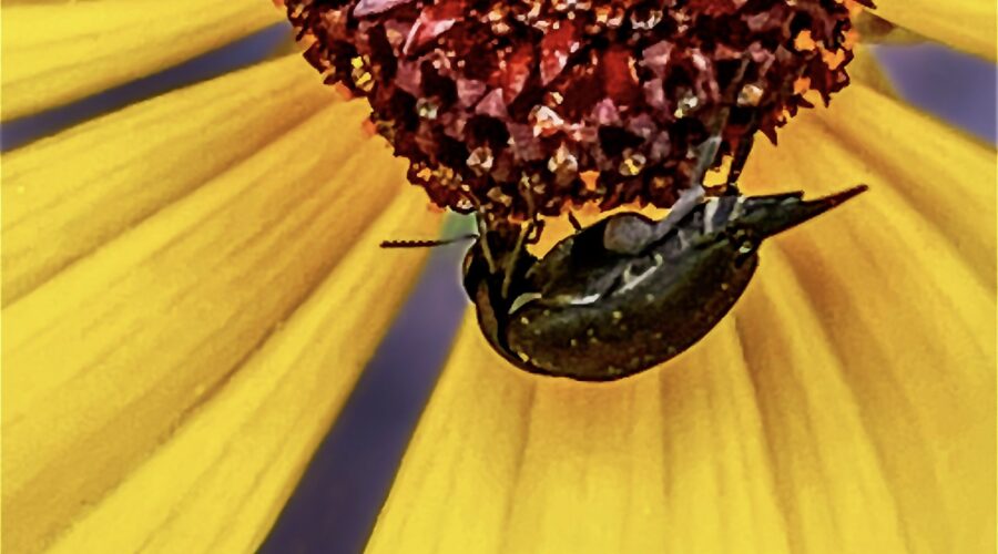 A small weevil helps itself to some nectar from a tickseed flower.