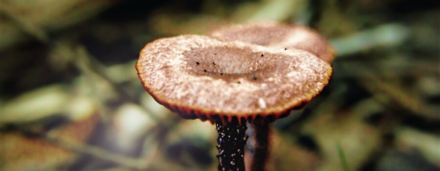 A pair of gilled boletes grows up off of an oak tree root and through the leaf litter on the forest floor.