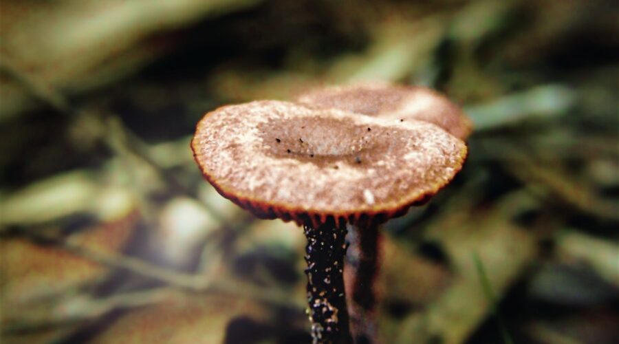 A pair of gilled boletes grows up off of an oak tree root and through the leaf litter on the forest floor.