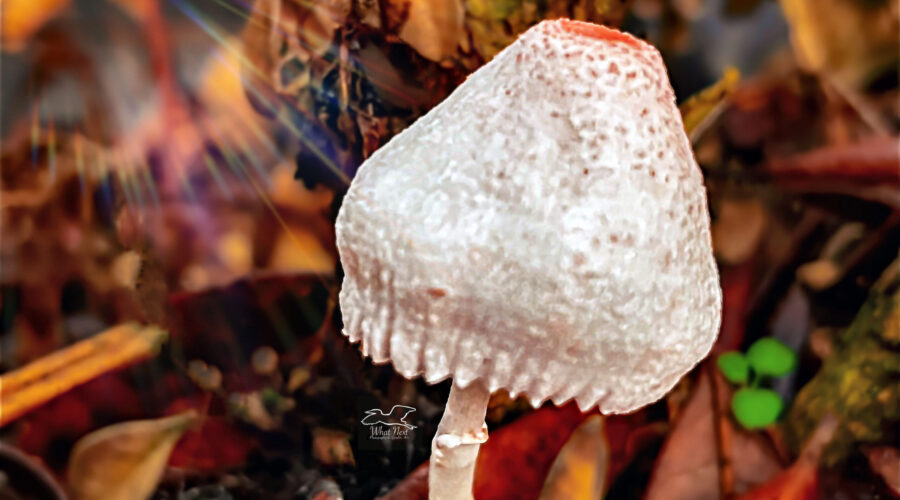 This pretty little onion stalk parasol mushroom is growing on dead wood and leaves in the Florida woods.