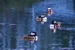 A bunch of male hooded mergansers float around on a pond in central Florida.