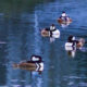 Hooded Mergansers are Another Beautiful Winter Migrant