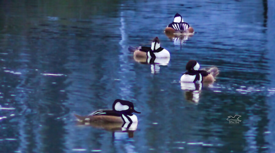 A bunch of male hooded mergansers float around on a pond in central Florida.