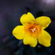 Carolina Jessamine is a Bright, Colorful Wildflower