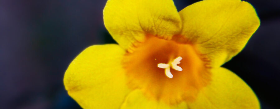 A Carolina jessamine flower catches the glow from the last bit of light on a fall evening.