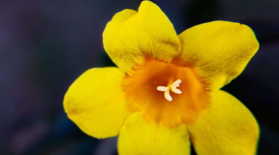 A Carolina jessamine flower catches the glow from the last bit of light on a fall evening.