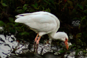 Ibis dig in the dirt and pond muck to search for insects and other invertebrates to eat.