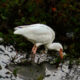 Reflections of a Colorful White Ibis Make for Twice the Beauty