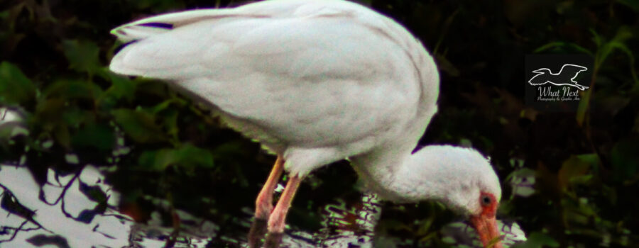 Ibis dig in the dirt and pond muck to search for insects and other invertebrates to eat.