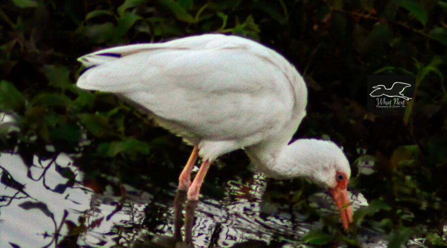Ibis dig in the dirt and pond muck to search for insects and other invertebrates to eat.