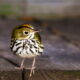 This Beautiful Little Oven Bird is One of Our Winter Visitors