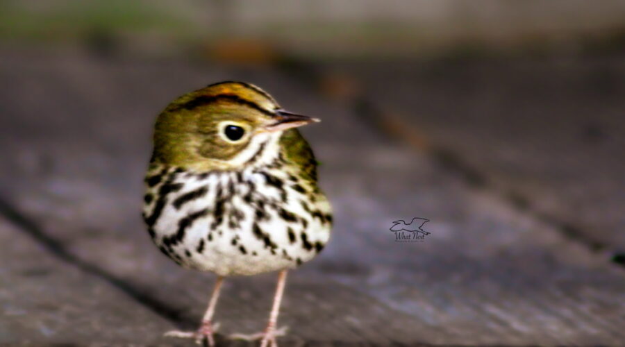 The little oven bird will occasionally come out into the open to eat bits of suet dropped by the wrens.