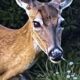 This Beautiful Female Deer was Very Protective of Her Fawn